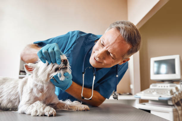 Best Emergency Care for Gum Disease in Albertson, NY